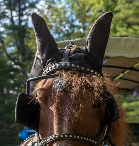 horse ear muffs  great camp santanoni adirondacks horse ears