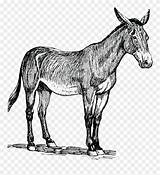 Mule Drawing Clipart Drawings Cliparts Library Illustration Collection Paintingvalley sketch template