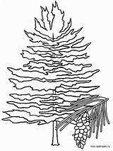 Cedar Fir Printable Clipartmag Drawing sketch template