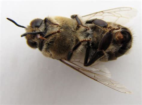 underside  drone bee shawn caza flickr