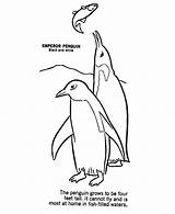 Coloring Emperor Penguin Fish Penguins Hunting Two King Color sketch template
