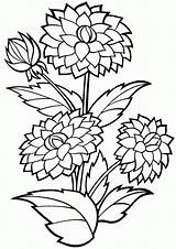 Cornflower Coloring Pages sketch template