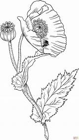 Poppy Flower Opium Poppies Coquelicot Pavot Supercoloring Papavero Papaveri Draw Oppio Mak Colorier Coquelicots Kolorowanki Opio Decalquer Druku Fleur Kolorowanka sketch template