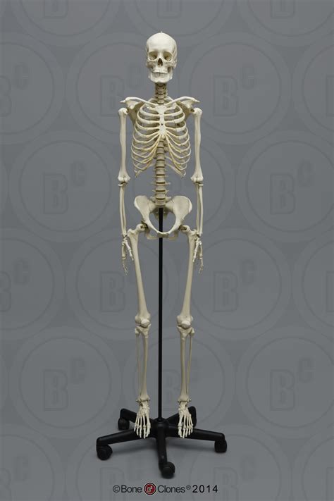 human female european articulated skeleton bone clones