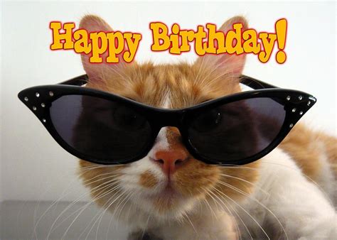 happy birthday fun happy birthday cat cat birthday