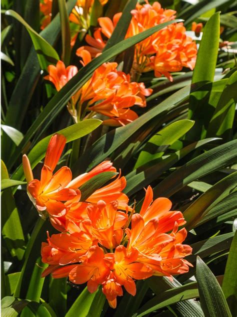clivia plant problems troubleshooting clivia plant diseases  issues
