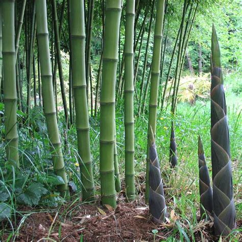 phyllostachys heteroclada  solida solid stem bamboo garden