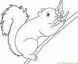 Coloring Squirrel Berrys Eating Pages Coloringpages101 Printable Mammals sketch template