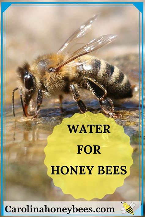 provide drinking water  bees carolina honeybees water