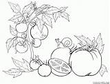 Tomate Pomodoro Pomidor Tomato Gemüse Malvorlagen Coloriage Verduras Dibujo Huerta Kolorowanka Colorkid Gemuse Malvorlage Warzywa Gurke Kalarepy Buraki Melone Carota sketch template