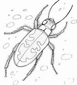 Escarabajos Scarabeo Feinen Kaefer sketch template