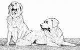 Chien Dog Coloring Chiens Coloriage Golden Animals Pages Gif Coloriages Des Pour Printable Fleur Drawing Deux Drawings Kb sketch template