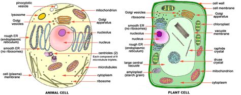 cell processes practical investigation  commins