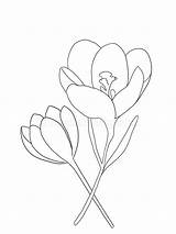 Crocus Vernus sketch template