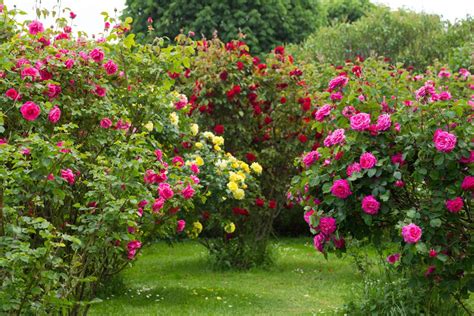 win  rose bush plant  local club lifestyles theworldlinkcom