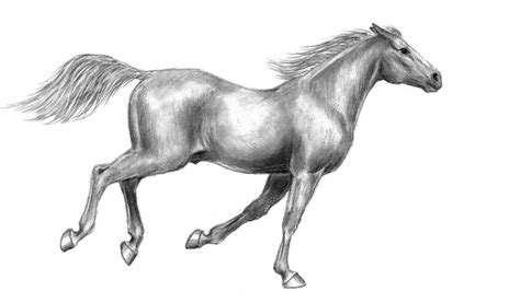 scetch horse drawing images horse drawings equines image search muscle horses animals