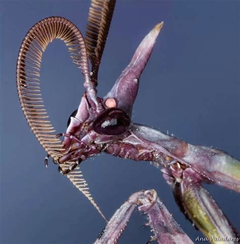 rare species simplydenise spotlight  praying mantis pinterest
