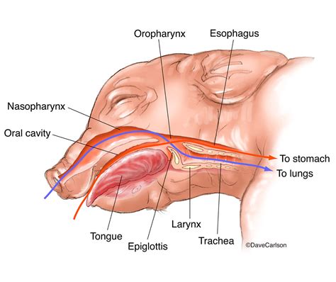 fetal pig anatomy pharynx larynx carlson stock art