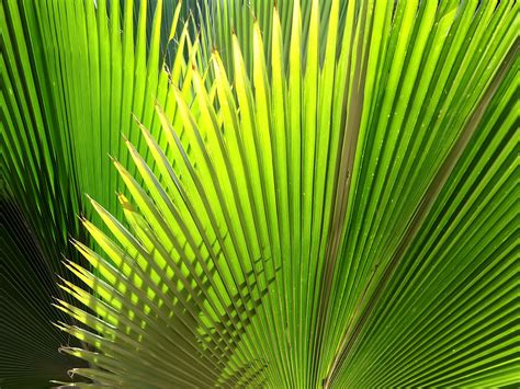 palm leaf pictures wallpaper