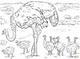 Ostrich Coloring Pages Baby Chicks Drawings Template Supercoloring Templates Designlooter sketch template