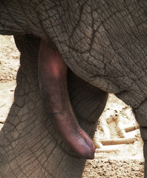 large men elephant penis image 4 fap