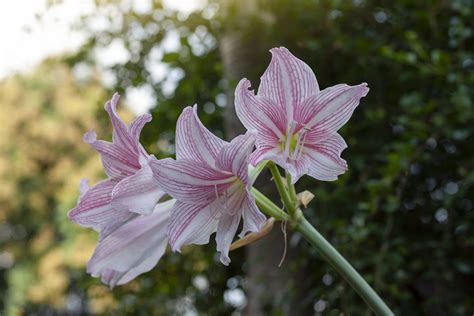how to grow belladonna lily amaryllis garden chronicle