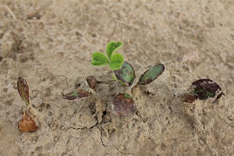 Herbicide Injury Scenarios In Soybeans And Edible Beans