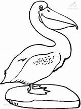 Pelikan Malvorlagen Pelican Vogel Pelicans Pelikaan Malvorlage Animal 1001 Ausdrucken Tekenen Drucken Bezoeken Dieren Peggy Bridgeman sketch template