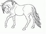 Coloring Horse Pages Realistic Printable Comments sketch template