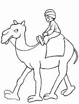 Camel Coloring Pages Printable Preschool Kindergarten Students Enjoyable Homework Colouring Worksheets Includes Section Age Every sketch template