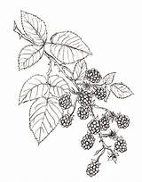 Blackberry Blackberries Tattoos Brombeeren декупажа эли уфа мастерская sketch template