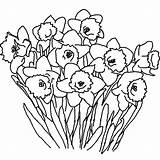 Narciso Narcis Narcisse Malvorlagen Narzisse Narcyz Narcissus Blumen Nukleuren Kleurplaat Sponsored Coloriages Disegni Dock Kwiat Blomster Anzeige Ogłoszenie Publicité Annonse sketch template
