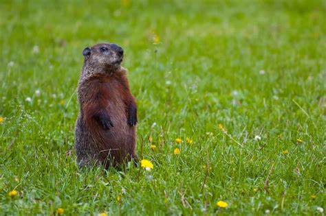 groundhog   day applewood plumbing