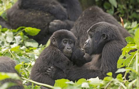 mountain gorillas  making  comeback earthcom