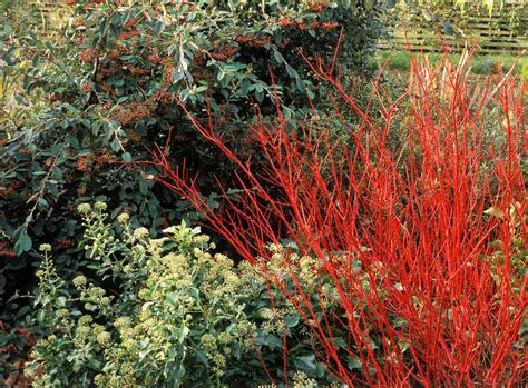 red twig dogwood care  growing guide