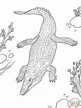 Crocodile Coccodrillo Nilo Nile Nilkrokodil Alligator Ausmalbild sketch template