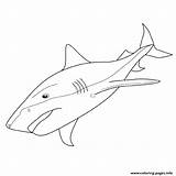 Coloriage Tigre Requin Sharks Animaux Colorier Imprimé sketch template