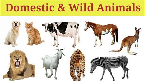 top  wild animals  domestic animals names inoticianet