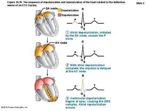 cardiac muscle contraction  differences  skeletal muscle