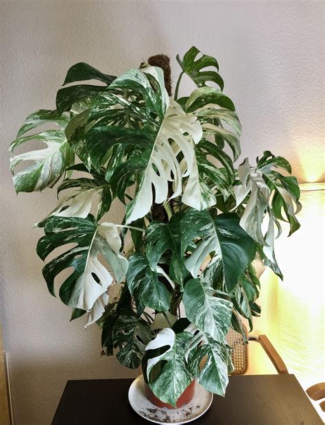 types  monstera plants  tropical style home interiors