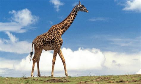 ¿qué es jirafa su definición y significado [2020]