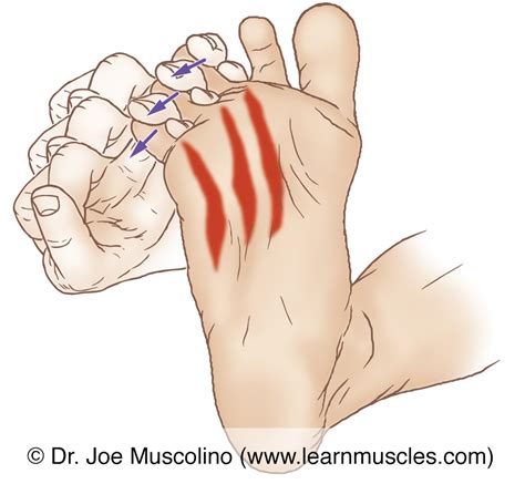 plantar interossei stretching learn muscles