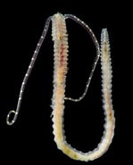 Afbeeldingsresultaten voor "polydora Paucibranchiata". Grootte: 149 x 185. Bron: www.inaturalist.org