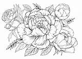 Peonies Leaves Xenia sketch template