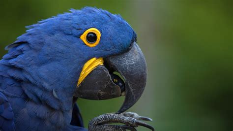 macaw san diego zoo animals plants