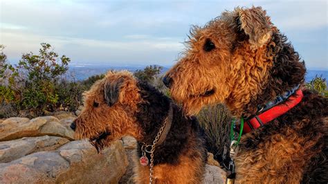 larger airedales airedale terriers airedale terriers