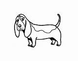 Basset Hound Drawing Coloring Pages Getdrawings Coloringcrew Template sketch template