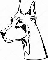 Doberman Pinscher Vector Drawing Dog Illustration Drawings Graphic Stock Isolated Getdrawings Portrait Depositphotos Angry sketch template