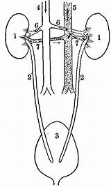 Excretory Gutenberg Labeled Kidneys Bladder Image87 Renal sketch template