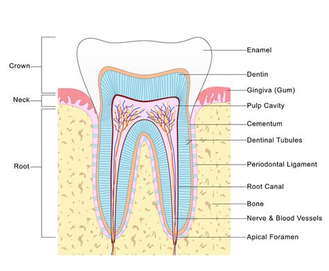 root canals vacendak dentistry